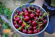 خواص گیلاس از نگاه طب سنتی