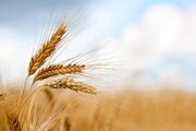 خرید تضمینی گندم در خراسان‌شمالی از ۲۴ هزار تن گذشت