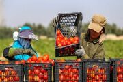 تسهیل تجارت محصولات کشاورزی خوزستان با رفع محدودیت‌های صادرات