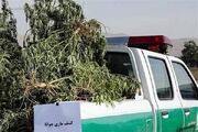 کشف ۷۰ کیلوگرم ماری‌جوانا در گتوند؛ ۲ متهم بازداشت شدند