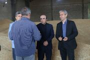 بیش از ۲۲۰هزار تن گندم در استان اردبیل خریداری شده است