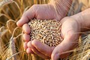 آغاز خرید تضمینی گندم در اردبیل از ۲۴ تیرماه