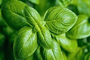 هرآنچه را که باید از فواید ریحان بدانید
