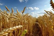 پرداخت مطالبات گندمکاران به کجا رسید؟