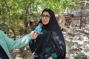 بانوان، موتور محرک اقتصاد ده برآفتاب شدند
