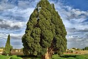 سرو ۴۵۰۰ ساله ابرکوه به سامانه پیشرفته اطفای حریق مجهز شد