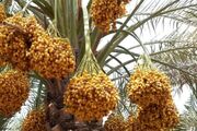 خرمای کلوته؛ طلای شیرین جنوب کرمان که برای جهانی شدن به صنعت، برند و سرمایه‌گذاری نیاز دارد