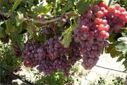 طرح فراز در فقط ۴۰۰ هکتار از تاکستان‌های همدان؛ نوسازی ۲۵ هزار هکتار باغ در مسیر کند بهره‌وری