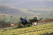 میراث کشاورزی ملایر چگونه به ثروت پایدار تبدیل می‌شود؛ نگاهی به آینده انگور و کشمش در همدان