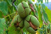تویسرکان در سایه حوادث گردوتکانی