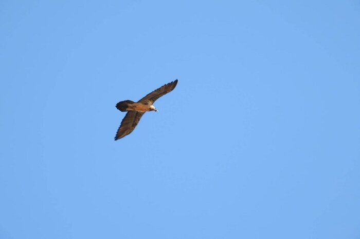 مشاهده یک همای سعادت دیگر در ارتفاعات جاشلوبار استان سمنان + ویدئو