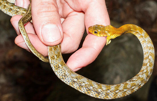 ثبت ۱۸۵ مورد مارگزیدگی در ۸ شهرستان زیر پوشش دانشگاه پزشکی ایرانشهر