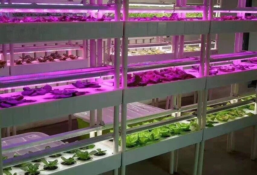 دستیابی به راهکاری نوین برای بهینه‌سازی ریز ازدیادی گیاهان با استفاده از نورهای LED در ایران