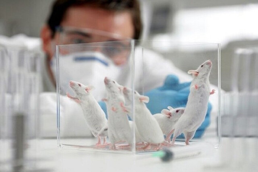 بهبود حافظه فضایی موشهای مبتلا به آلزایمر با سیلوسایبین
