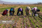 برداشت زعفران از مزارع گیاهان دارویی تفتان