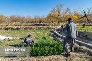 سرشماری ۲۴ درصدی بهره برداران بخش کشاورزی گیلان