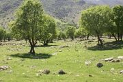 وجود ۱۶ ذخیره‌گاه جنگلی در همدان/تولید ۳ میلیون درخت درسال‌جاری