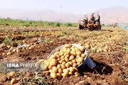 هشدار کاهش شدید کشت سیب‌زمینی در گلستان