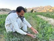 آغاز برداشت نخود سبز از اراضی کشاورزی شهرستان سرباز