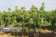 طرحی که عنوان «باغدار نمونه آبیاری کشور» را برای باغدار گرمساری به ارمغان آورد