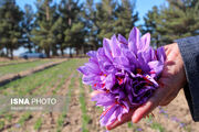 طلای سرخ در چنگال قاچاق و موانع صادراتی/ زعفران ایران باید شناسنامه‌دار شود