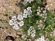 گشنیز؛ گزینه‌ای اقتصادی برای دیم‌زارهای آذربایجان شرقی