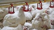 افزایش ۹ درصدی جوجه‌ریزی در مرغداری‌های کرمانشاه