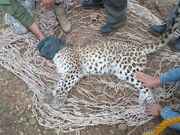 کوه‌نوردان در کوه‌چنار جان یک پلنگ ایرانی را نجات دادند