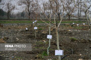 درختکاری در ۷۰۰ هکتار از اراضی نجف‌آباد