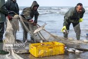 مدیرکل شیلات استان: امسال تاکنون ۱۰۰۰ تن ماهی از دریای مازندران صید شده است