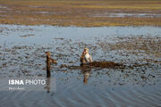 حفاظت از تالاب انزلی با کشاورزی پایدار در ۱۱ روستای حاشیه تالاب