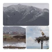 پرواز لک‌لک‌ها بر فراز زریبار/ بازگشت سفیدبالانِ بهار