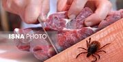 هشدار نسبت به شیوع تب کریمه کنگو در سیستان و بلوچستان