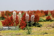 برخورد قضایی با برداشت غیرمجاز گونه‌های ارزشمند مرتعی و آب پشت سیل‌بندهای مهریز