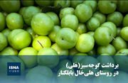ویدیو/ برداشت گوجه‌سبز(هَلی) در روستای هلی‌خال بابلکنار