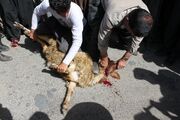 امکان قربانی چندنفره به صورت مشترک در عید قربان