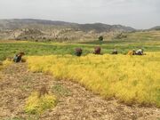 آغاز برداشت عدس از ۴۰۰ هکتار از مزارع ایلام؛ پیش‌بینی تولید ۲۰۰ تن محصول