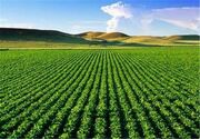 پیش‌بینی برداشت ۸۰۰ هزار تن محصولات استراتژیک در لرستان/ اجرای ۳ برنامه کلان