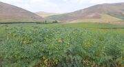 کرمانشاه در صدر تولید نخود ایران/ بارش‌های بهاره حال مزارع نخود استان را خوب کرد
