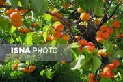 خسارت سرمازدگی به ۵۰ درصد درختان زردآلو شاهرود