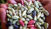 پیش بینی برداشت ۲۲ هزار تن پیله تر پاچ باقلا در گیلان