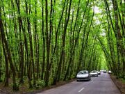 نصب تابلوهای دو زبانه حفاظت از محیط زیست در مسیر جنگلی گیسوم