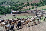 قرق‌شکنی مراتع؛ دانش بومی برای مدیریت چرای دام