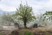 چالش سمپاشی باغ سیب مهرشهر برای منازل مسکونی