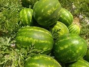۴۰۰ تن هندوانه جهرم به بازارهای خارجی صادر شد
