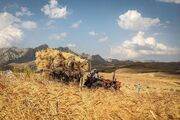 رئیس کمیسیون کشاورزی مجلس: گندم‌کاران برای فروش محصول خود عجله نکنند