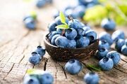 پیش بینی برداشت ۱۱۰ تنی بلوبری در گیلان
