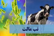 تب مالت در کمین مصرف‌کنندگان لبنیات سنتی غیربهداشتی