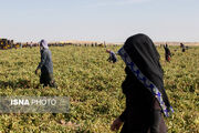نقش حیاتی تولید نشا در کشاورزی مدرن