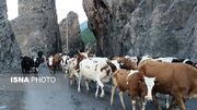 آوای زنگوله‌ها در کوهستان/ کوچ ۸۰۰۰ رأس دام از دل کندوان به ییلاقات